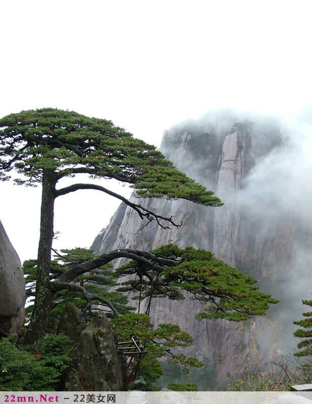 黄山迎客松