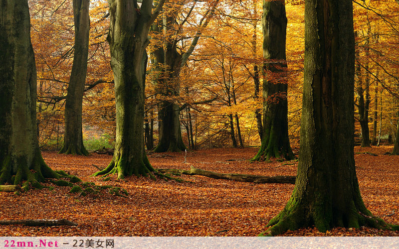 最原始的森林公园美景11