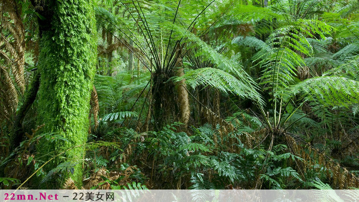 唯美植物花草树木图片大全11