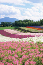 放浪在日本北海道花海图片