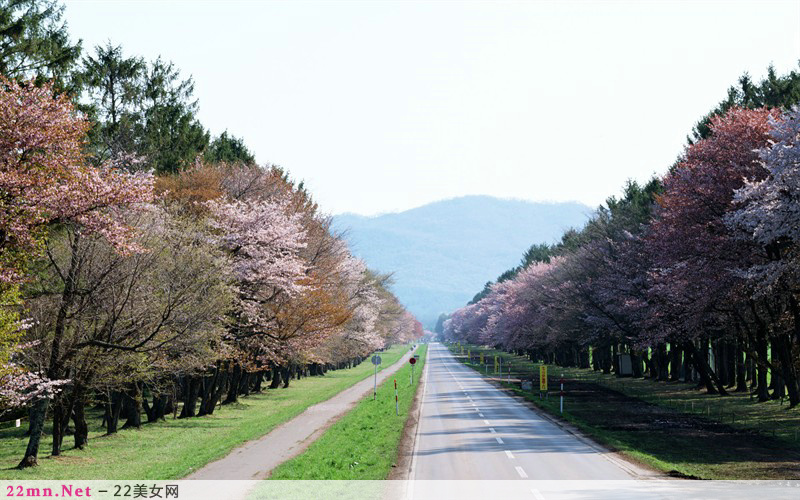 放浪在日本北海道花海图片6