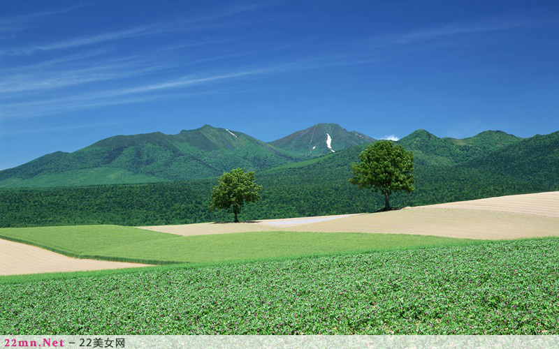 放浪在日本北海道花海图片11