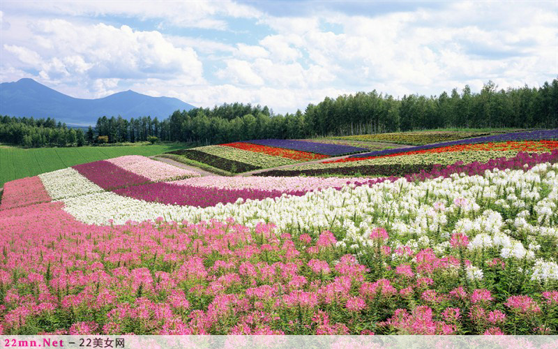 放浪在日本北海道花海图片15